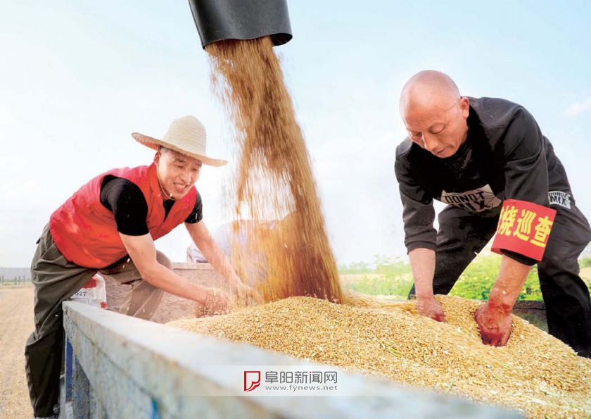 【三夏进行时】全市小麦收获近半
